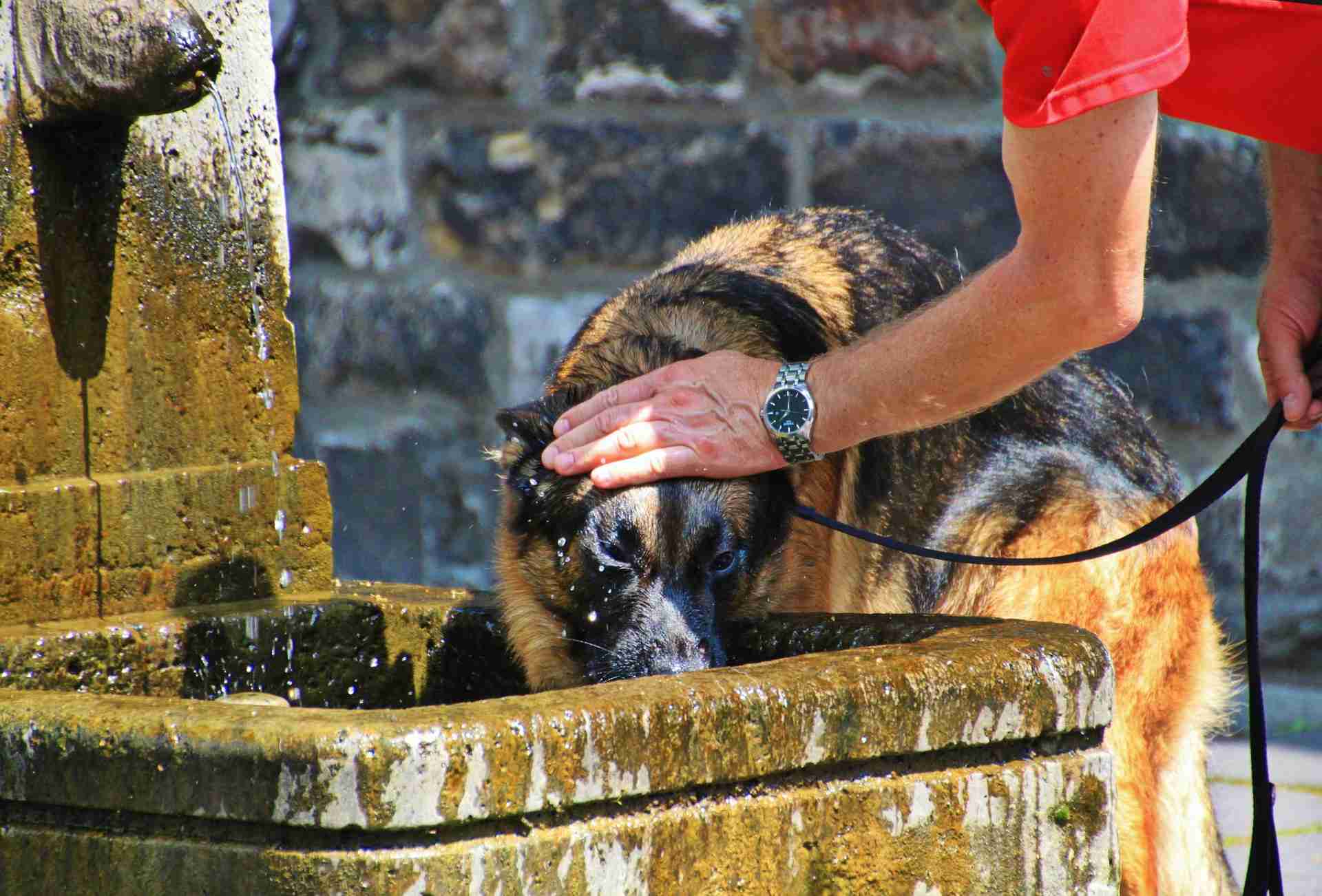 perro bebiendo agua en una fuente