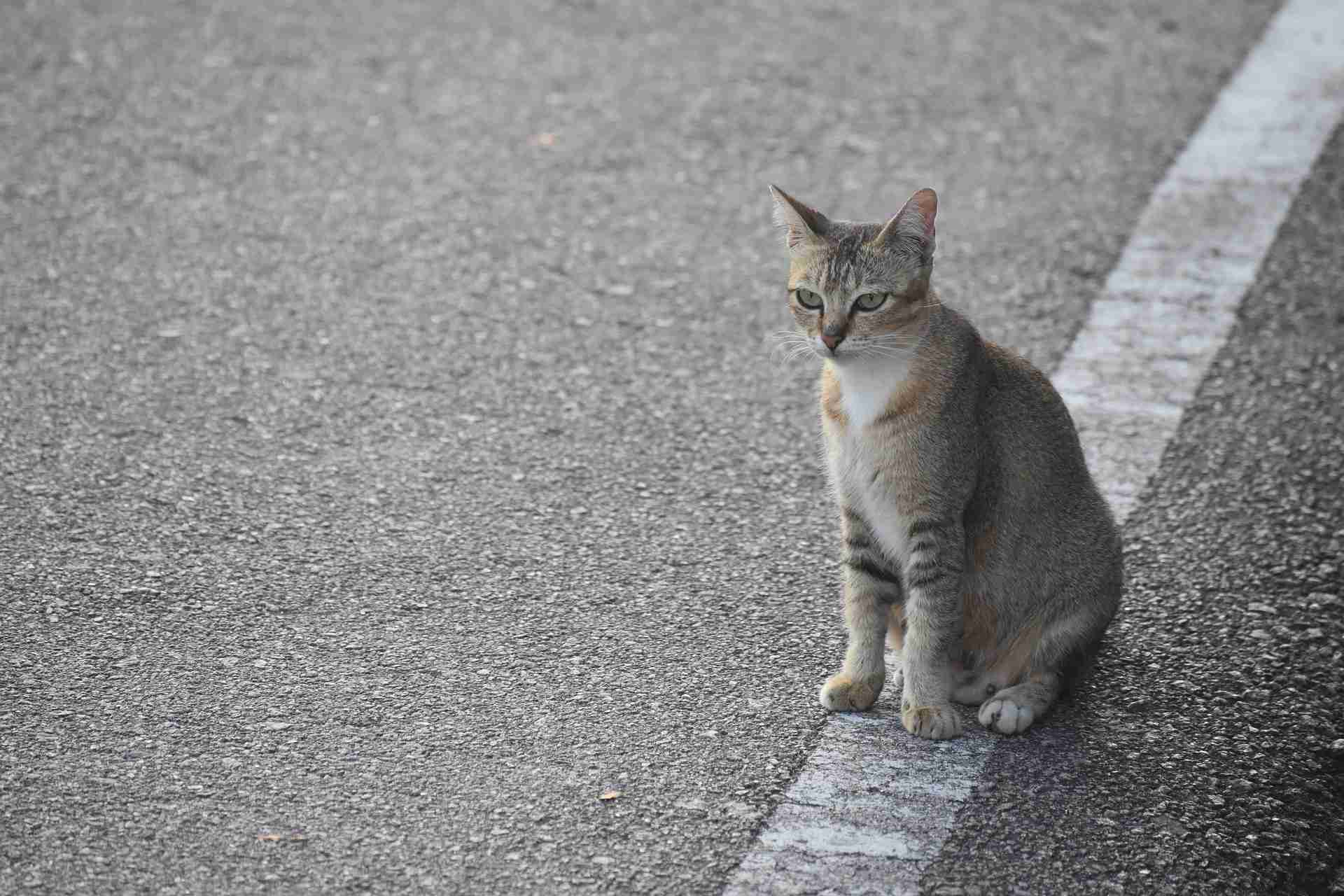 gato cruzando la carretera