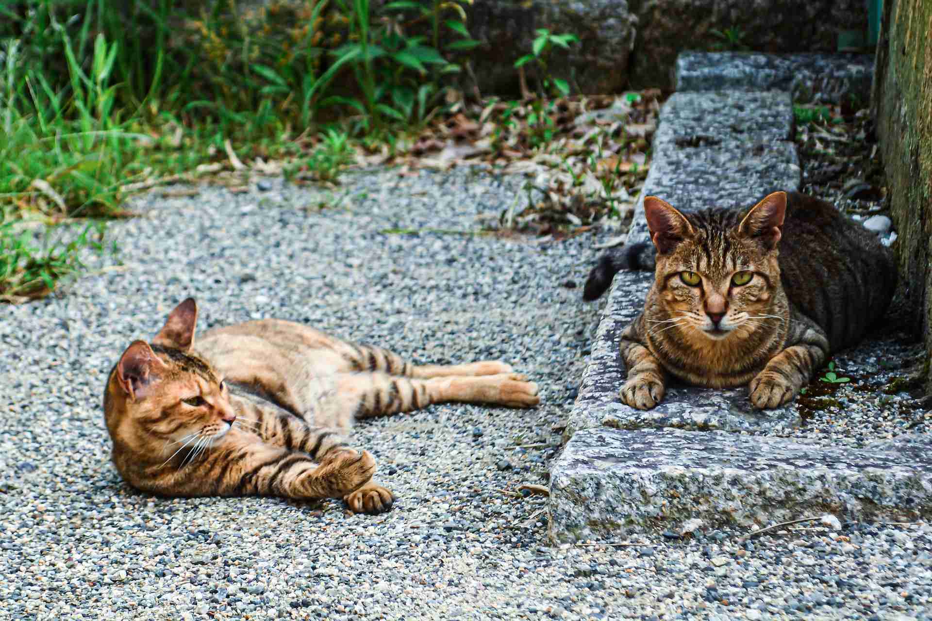 gatos callejeros colonias felinas