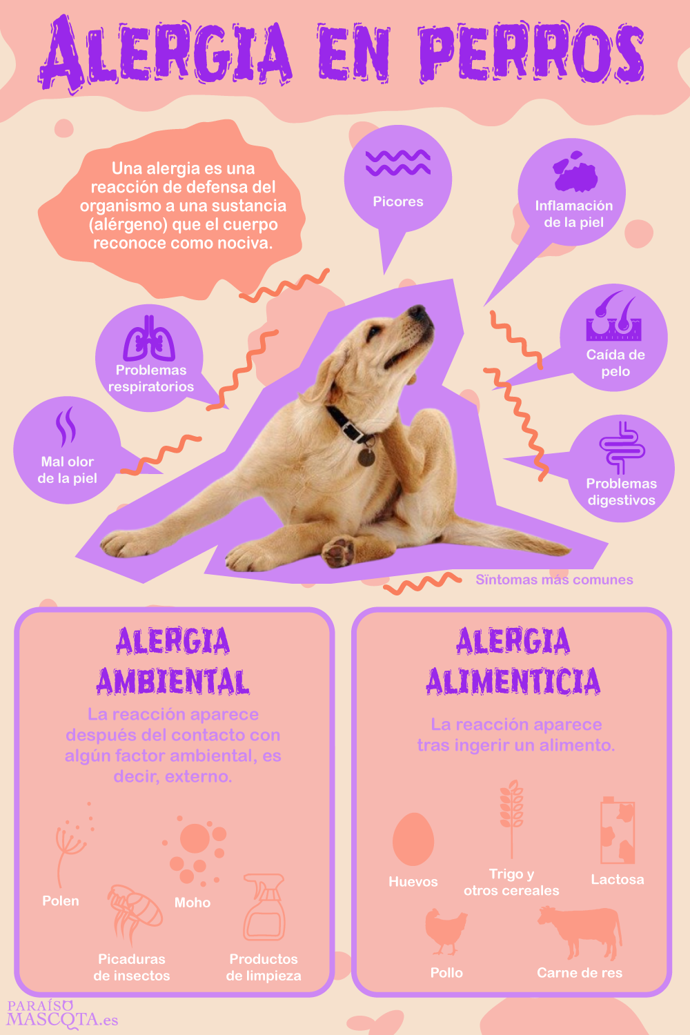 infografía de la alergia en perros